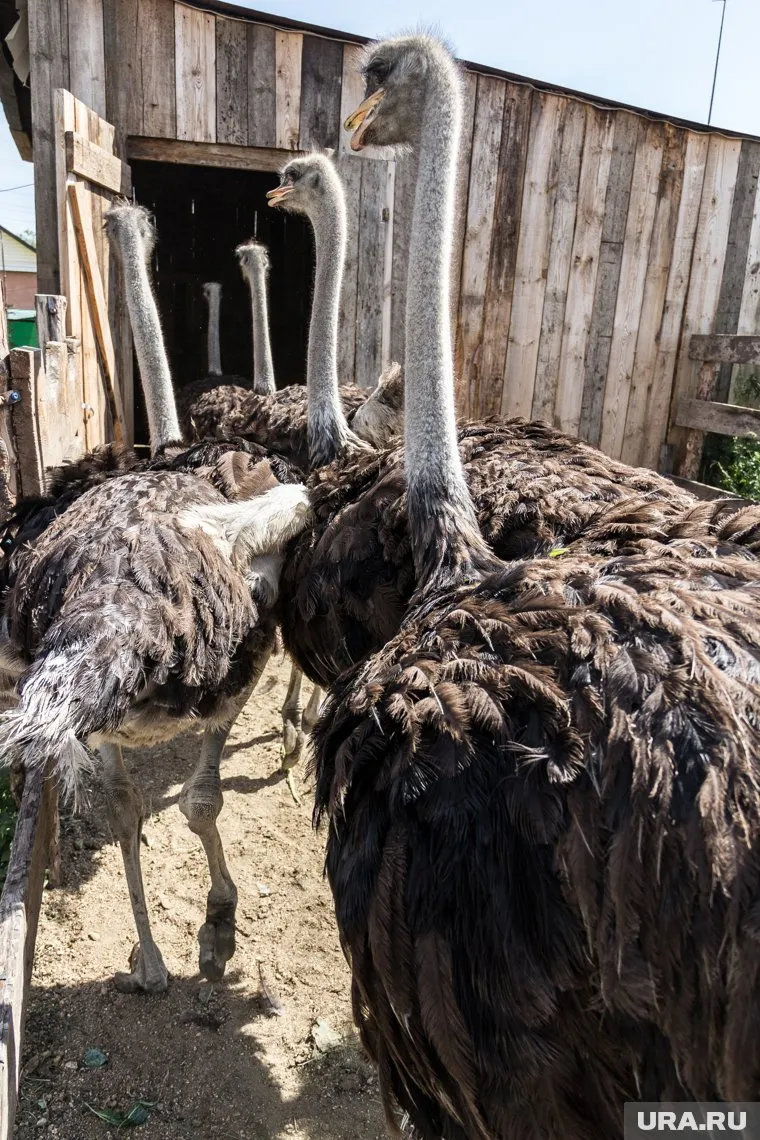 Санжаров заявил, что мясо страусов не содержит холестерин, а жир помогает от болезней