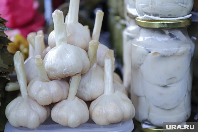 Крупный чеснок можно вырастить при правильном удобрении