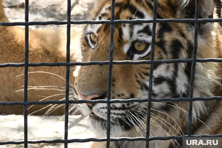 В цирке выступают тигры 