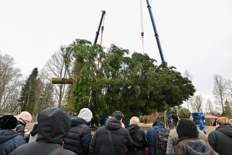 В 2025 году устанавливать главную елку России на Красной площади планируют 10 декабря в 22:00