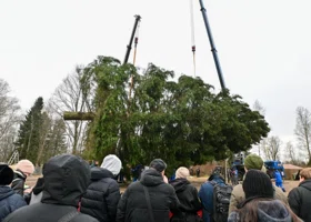 «Самая красивая, лучшая и пушистая»: под Москвой спилили главную новогоднюю елку. Фоторепортаж