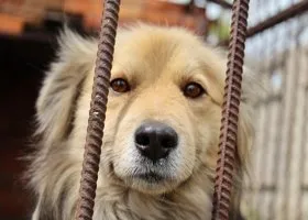 Сысертский прокурор судится с собачьим приютом, который мешает бизнесмену