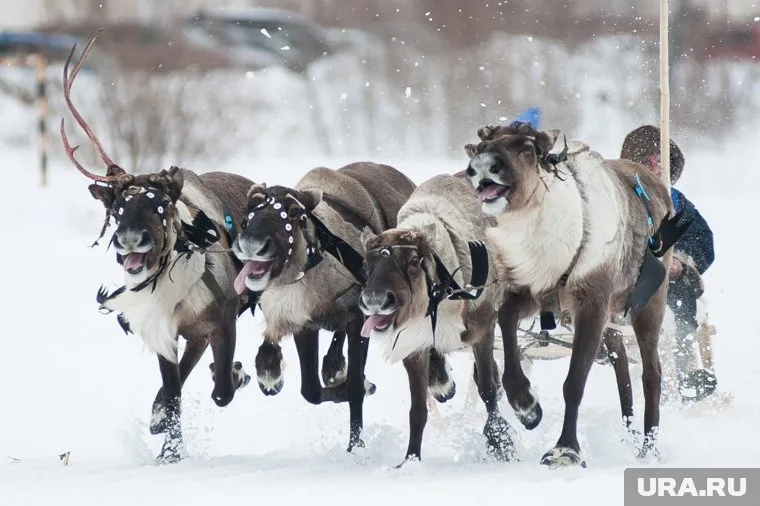 На Ямале олени в страхе сходили с дистанции во время гонок из-за дрона