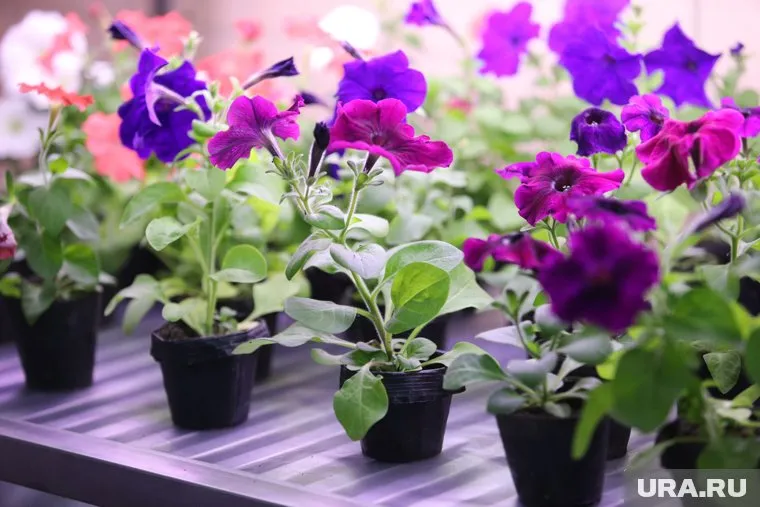 В Перми продают цветочную мастерскую