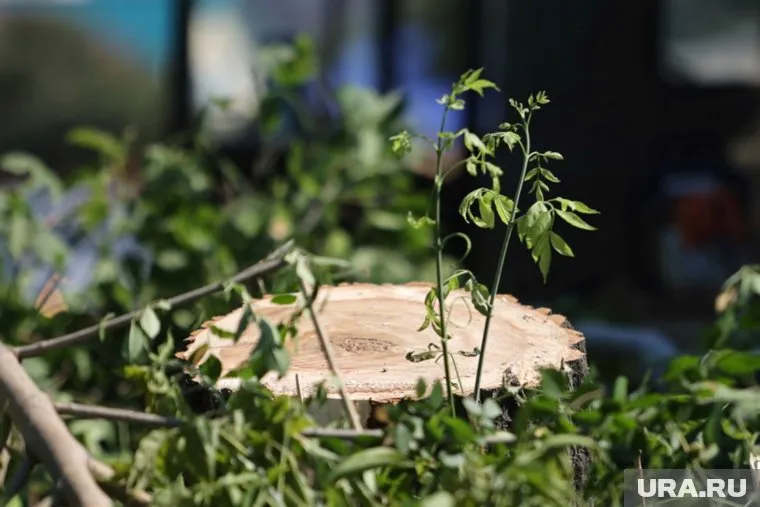В Челябинске упавшим деревом едва не придавило подростков