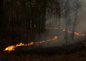 Количество лесных пожаров в ЯНАО резко увеличилось