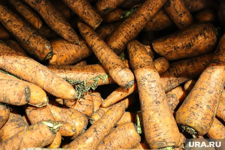 Самая дорогая морковь продается в «Гиперболе»