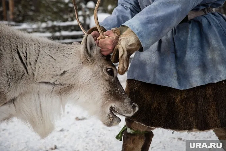 Трое поставщиков оценили свою продукцию от 720 до 803 рублей за килограмм бескостного мяса