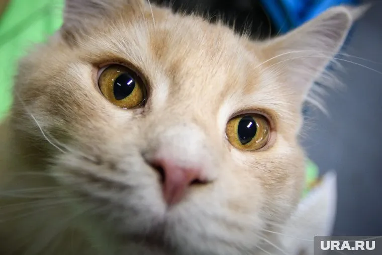 На лечение кота собрали 226 тысяч рублей (архивное фото)