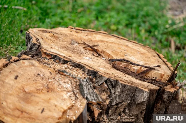 Лес вырубили под видом мелиорации