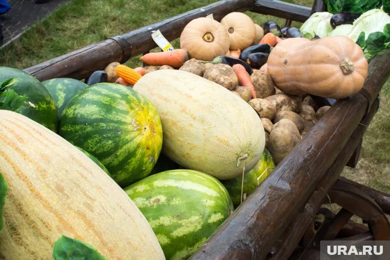 Сотрудничество в сельскохозяйственной сфере между Россией и Китаем успешно развивается