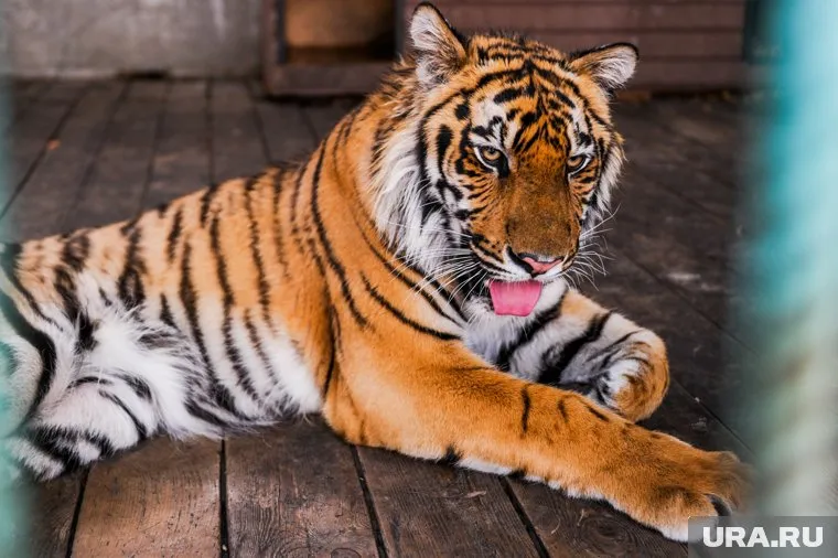 Гектора довезут до Екатеринбурга, а далее на самолете переправят в Хабаровск