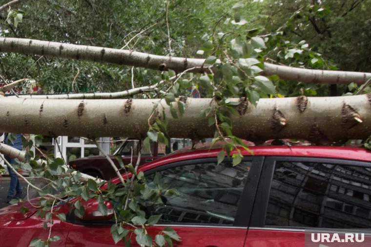 Курганец отсудил у властей более 140 тысяч из-за упавшей ветки