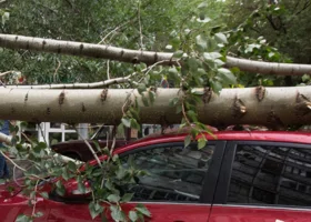 Курганец отсудил у властей 142 тысячи после падения ветки на автомобиль