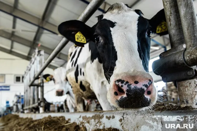 Производитель сырого молока спрогнозировал рост цены на него