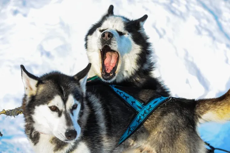 Собачий питомник. Хаски-центр «Аквилон». Челябинск