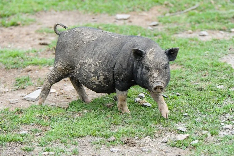Животные. Челябинск, свинья, кабанчик