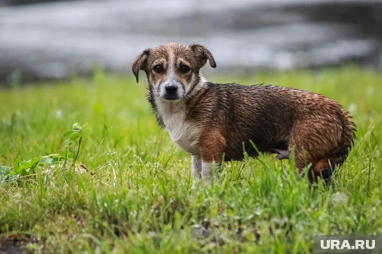 На бездомных собак обрушился град камней
