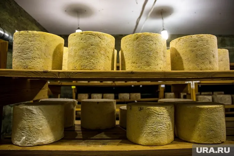 В Кургане фермерам предоставят субсидию 10 млн рублей на покупку оборудования для сыроварни