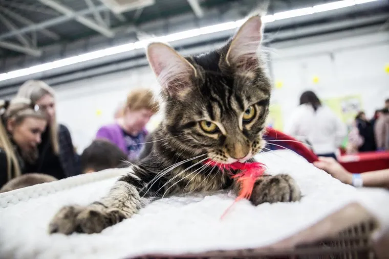 Выставка кошек. Пермь