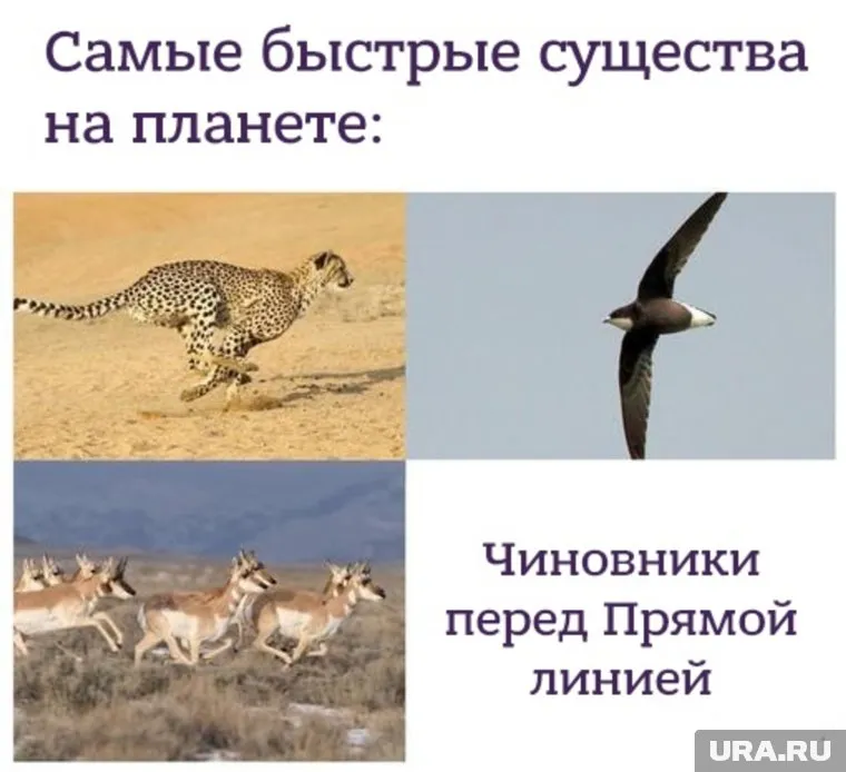 «Прямая линия» с Путиным задает ритм российской бюрократии