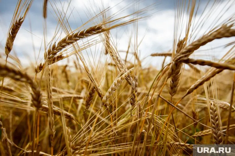 Ранее три страны Евросоюза продлили зерновое эмбарго в отношении Украины