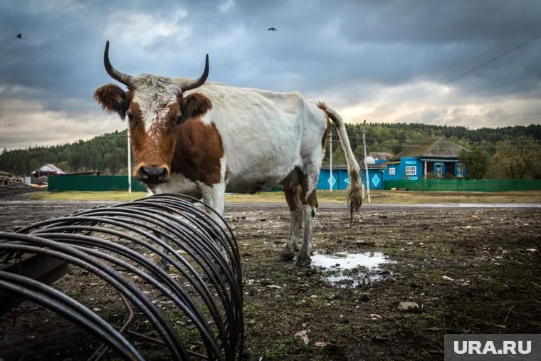 Останки коров фермер решил подкинуть на территорию соседней деревни, но не снял с голов животных бирки