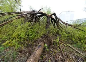 МЧС предупредило москвичей об опасности из-за надвигающегося урагана