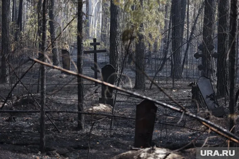 Власти должны были расчистить кладбища и поставить мусорные контейнеры