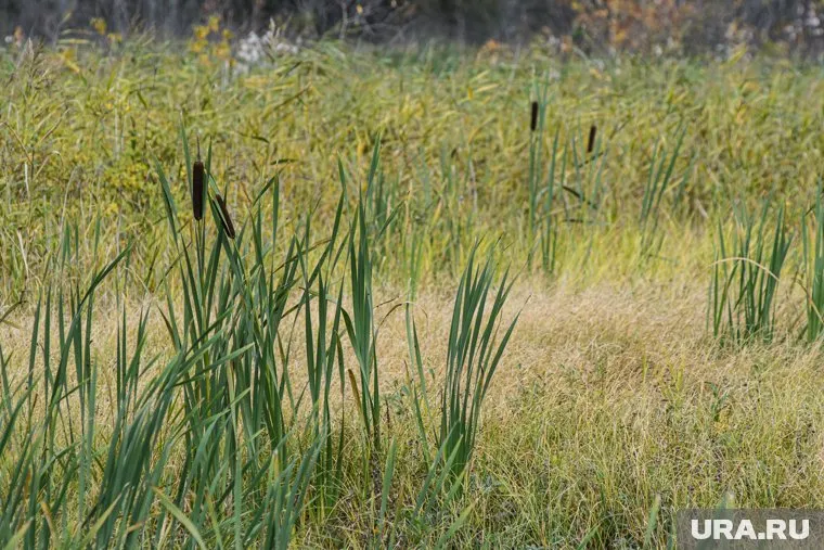 Мужчина несколько дней плутал в лесу