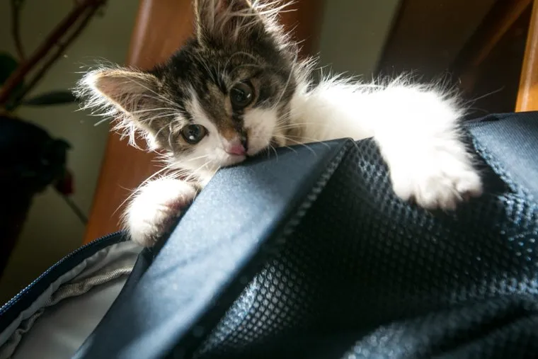 Кот, найденный на стадионе Лужники во время полуфинала ЧМ-2018 по футболу. Москва