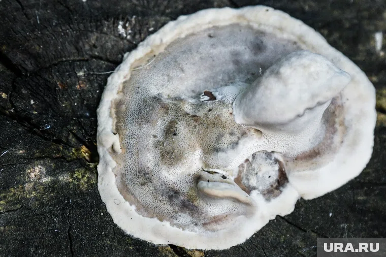 Биологи УрФУ выявили полезные свойства трутовых грибов