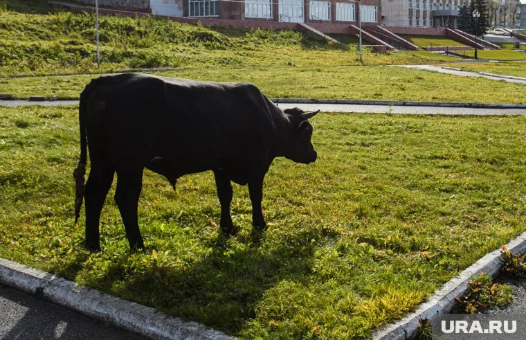 Бык бегает по Люберцам в Подмосковье (архивное фото)