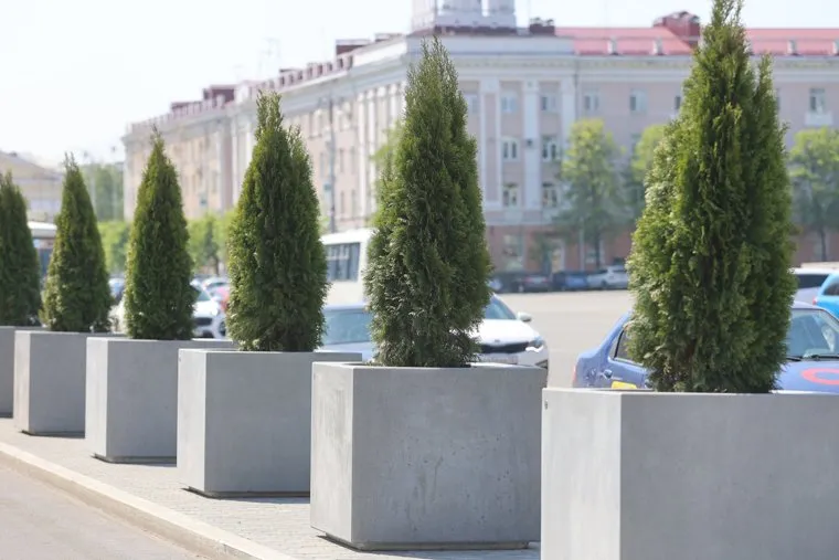 Туи. Курган