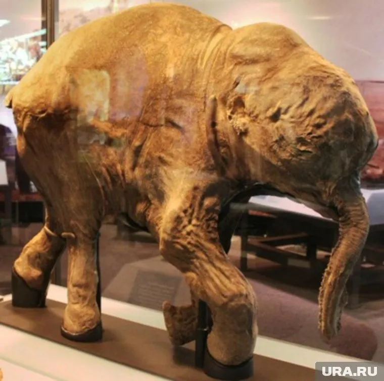 По степени сохранности таких находок в мире больше нет