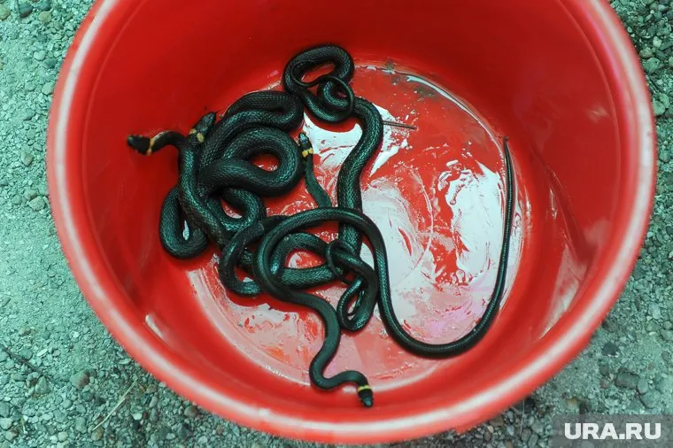 Жители города Заречный (Свердловская область) жалуются на обилие змей на набережной (архивное фото)