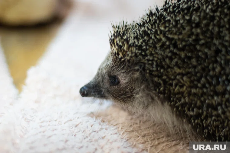 Образ маскота выбрали голосованием среди подписчиков в telegram-канале поликлиники