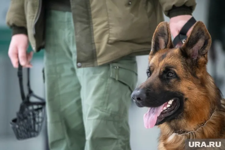 В России 21 июня поздравляют кинологов и их четвероногих помощников