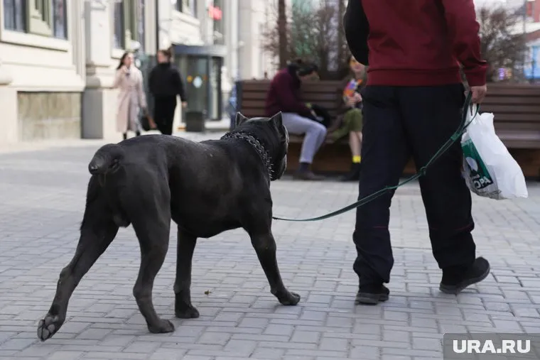Животное выбежало со специальной площадки и накинулось на ребенка