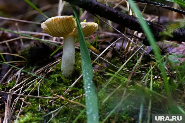 Свердловчанин нашел гриб с патриотичным символом