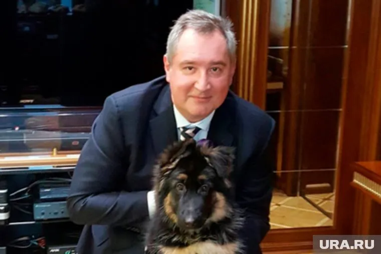 После публичного скандала Рогозин пообщал взять таксу, пережившую эксперимент, себе