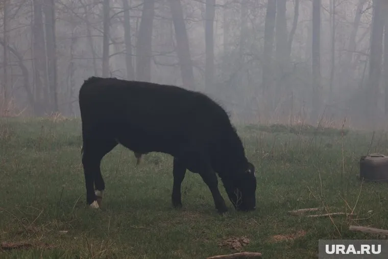 Курганский погорелец из села Чистопрудное не хочет покидать свою корову, поэтому живет в машине