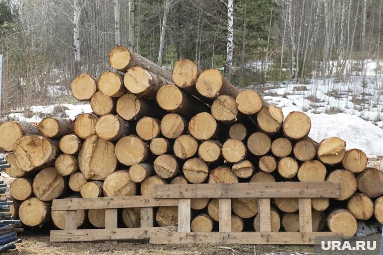Тюменское Росимущество избавляется от леса, вырубленного в ХМАО