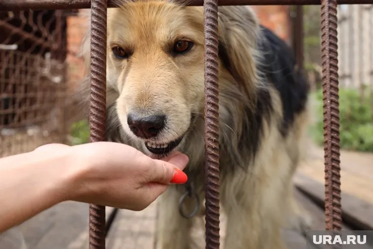 Приют для животных горел в Аксарке в декабре 2024 года