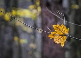 Первая половина ноября в Челябинске будет выше климатической нормы