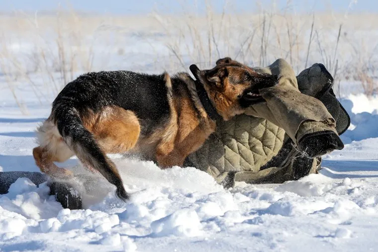 Служебная собака. Курган, служебная собака, кинолог, тренировочные учения