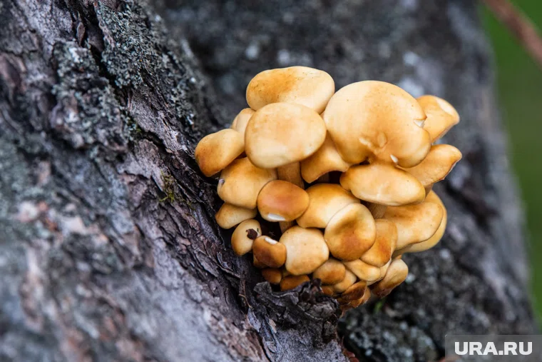 В Подмосковье началась мощнейшая волна опят