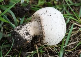 В Курганской области садоводы нашли огромный гриб и съели