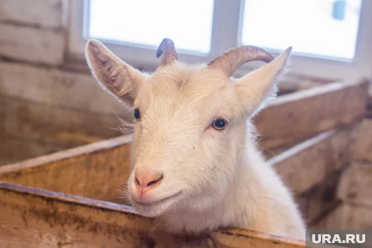 Есть версия, что от коз избавились жители частного сектора, который расположен неподалеку