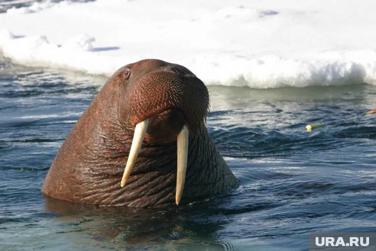 Раньше моржи выходили на сушу только небольшими группами
